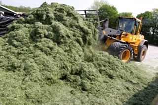 Graslandvernieuwing loont: 1,4 liter méér melk door beter gras